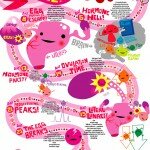 Menstrual cycle